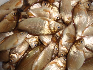 &laquo;Петро-Паша, отдай рыбу нашу&raquo;. История о чудесном улове рыбы в день Петра и Павла