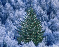 В Восточном округе пройдут Рождественские елки для детей украинских беженцев