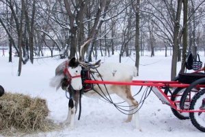 На Перовской улице Северный олень катал всех желающих!
