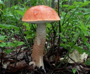 День седьмой: "изюминку" августа дарит лес